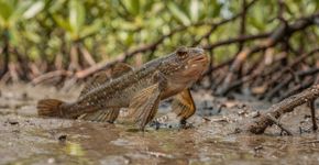 O incrível peixe que consegue caminhar fora da água e até subir em árvore