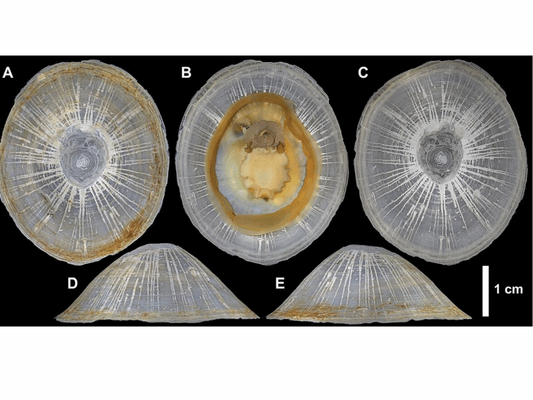 Imagens do caracol gigante descoberto nas profundezas do Pacífico