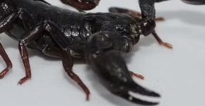 Toxina de escorpião da Amazônia destrói células de câncer de mama