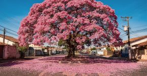 A árvore que vira um paraíso colorido no inverno