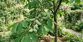 Fruta tropical que sobrevive a trinta graus abaixo de zero: os checos adoram ela pelo seu sabor delicado e facilidade de cultivo