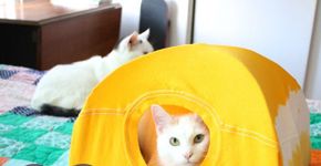 Veja como fazer uma toca para gatos usando uma camiseta velha