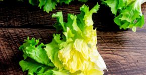 5 benefícios da escarola para a saúde