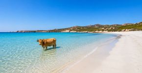 A praia dos sonhos, onde nadamos tranquilamente ao lado de vacas