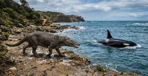 Cientistas concluem que as orcas e os golfinhos cruzaram um ponto evolutivo sem retorno e não voltarão à terra firme