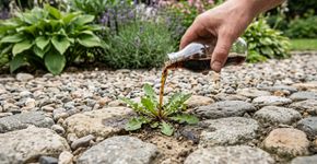 Como usar refrigerante de cola para eliminar ervas daninhas indesejadas do seu jardim