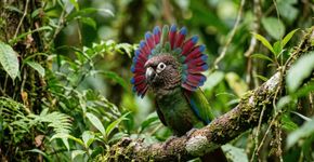 Este papagaio brasileiro abre as penas do pescoço como um enorme leque quando fica excitado ou assustado