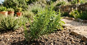 O alecrim é resistente a quase tudo, mas é melhor não plantá-lo perto dessa planta: onde você deve plantar no jardim e como usá-lo