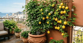 Como cultivar um pé de maracujá em vaso sem precisar de quintal grande e colher frutos no primeiro ano