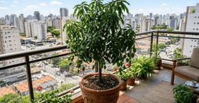 A frutífera que antes era exclusividade do sítio, hoje produz em pequenos vasos na varanda