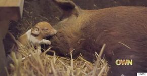 Porca à beira da morte volta à vida para cuidar de seus 13 filhotes
