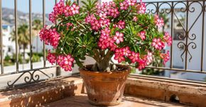 Dicas para famílias que cultivam rosa do deserto em casa