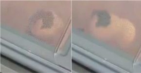 Colocaram um porquinho-da-Índia no microondas e divulgaram vídeo