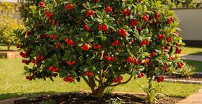 O “bombom natural” que nasce em cachos e derrete na boca com um perfume de mel silvestre