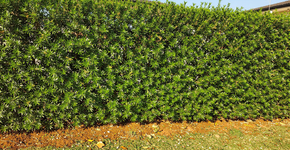 Essa árvore cresce voando e vira um muro vivo de privacidade no seu jardim