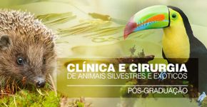 Animais selvagens no metrô Clínicas