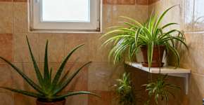 Se você tiver mofo em casa, deixe essa planta no lugar, ela vai mudar tudo para você
