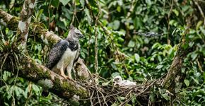 O voo que inquieta as aves de rapina: como elas reagem aos drones, segundo 10 anos de estudos na América Latina