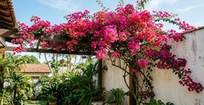 A planta brasileira mais resistente para cultivar no quintal: como cuidar e manter a floração toda semana