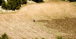 Foto: (iStock/fmajor)
