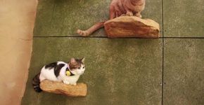 Cat Cafés estão se tornando mais sofisticados no Japão