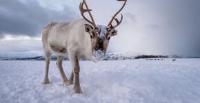 Símbolo de Natal: 7 curiosidades incríveis sobre as renas 