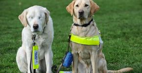 Homem mantém seu cão-guia que perdeu a visão e agora os dois compartilham um cão-guia