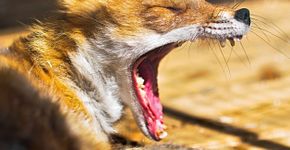 Foto: (Istock/Aleksandra Pavlova)