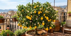 Como cultivar um limoeiro em vaso e conseguir que ele produza frutos