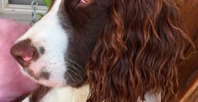 Internet mostra que cachorros servem de inspiração para cabelos