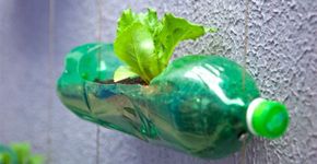 Curso on-line mostra que é possível ter hortas em apartamentos