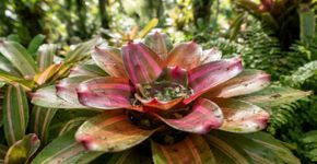 Bromélias e outras plantas podem esconder pequenas reservas de água entre as folhas mesmo quando o vaso parece completamente seco