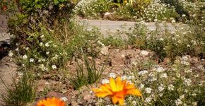 Moradora embeleza rua plantando flores na calçada