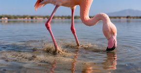 Por que os flamingos movimentam os pés sem parar enquanto procuram comida na água?