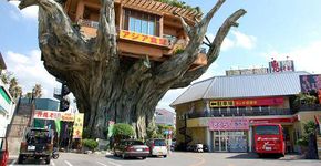 Restaurante “na árvore” engana desavisados