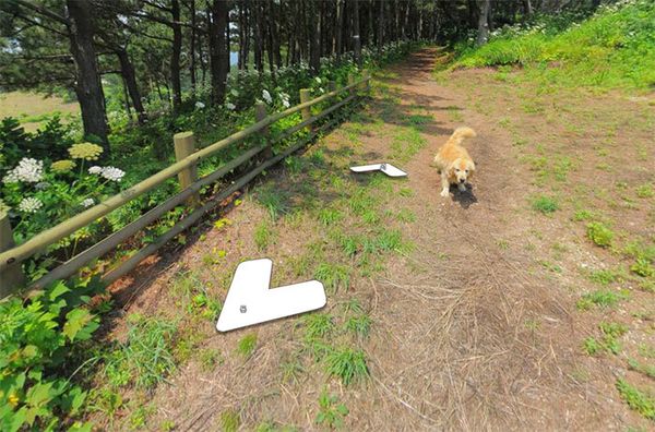 Cachorro segue carro do Google Street View e resulta em álbum pra lá de fofo