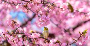 Foto: (iStock | segawa7)