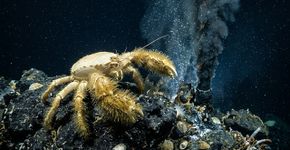 Cientistas descobriram um caranguejo que cria bactérias nas próprias patas e depois se alimenta delas