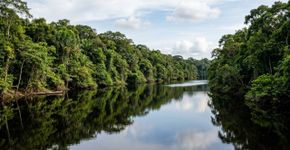 Rios de águas escuras, praias de areia clara, petróglifos e uma floresta tropical quase contínua: o parque amazônico de mais de 2,2 milhões de hectares reconhecido pela Unesco como Patrimônio Mundial