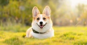 O seu cão te segue para todo o lado? Segundo especialistas, há uma explicação para isso