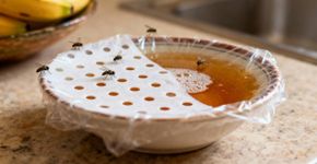 Eis a maneira mais fácil de manter as moscas longe da cozinha