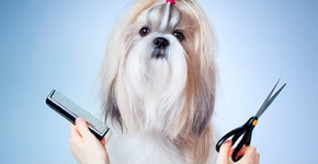Cursos on-line ensinam os principais fundamentos de banho e tosa para cães