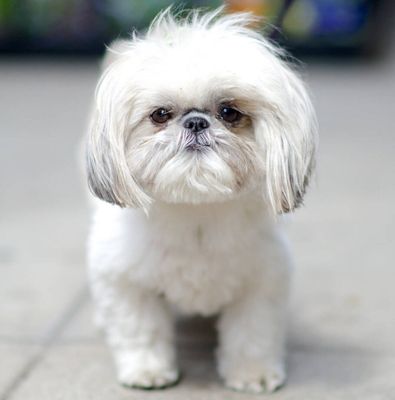 The Dogist / Elias Weiss Friedman