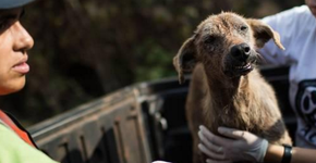 Saiba como ajudar os animais vítimas do rompimento da barragem em Mariana