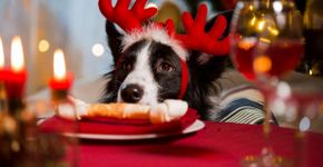 Tóxico para cachorro: 12 comidas de Natal e Ano-Novo perigosas