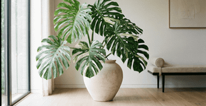 A planta mais cara do mundo surpreende até os mais ricos com seu preço, saiba quanto custa