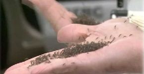Conhece o Aedes do Bem? Reduz em 80% larvas do mosquito da dengue