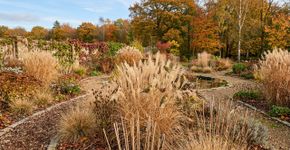 Não corte todas as flores secas do jardim: equináceas, girassóis e gramíneas podem manter sementes para os pássaros e caules que servem de abrigo para insetos durante os meses frios