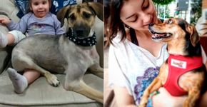 4 histórias de adoção de animais que vão encher seu coração de amor