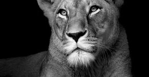 Fotógrafo faz retratos intensos de animais em preto e branco